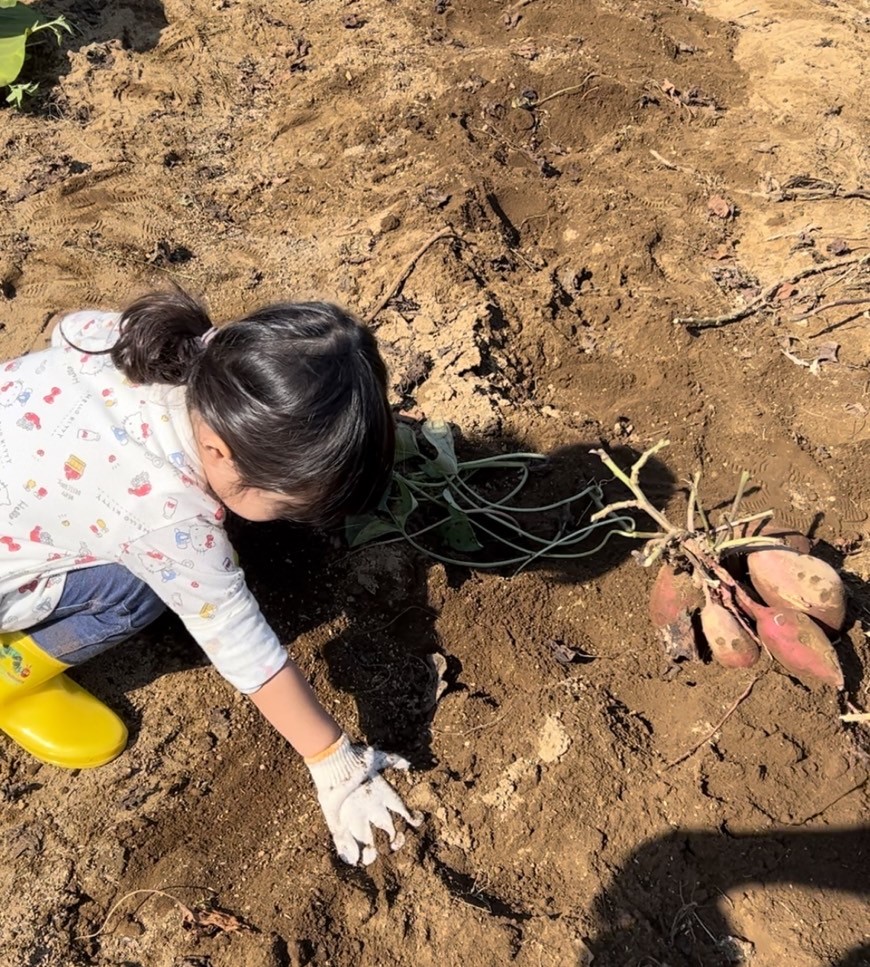 お芋掘り